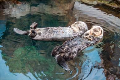 zoo picture cute relaxig otters