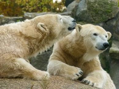 zoo picture dynamic cute joyful white bears