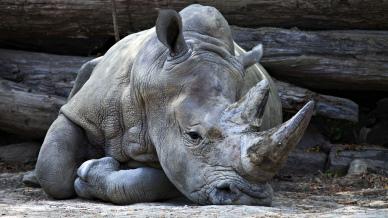 zoo picture relaxing rhino scene 