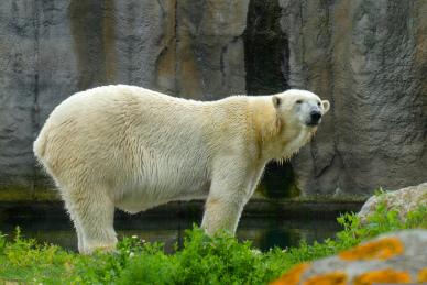 zoo scene backdrop picture elegant polar bear 