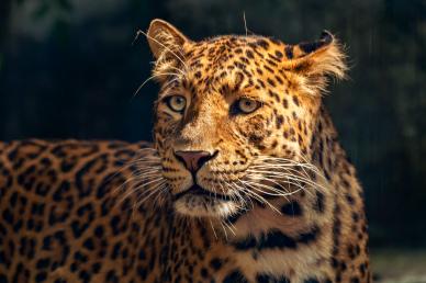 zoo scene picture contrast closeup cheetah face