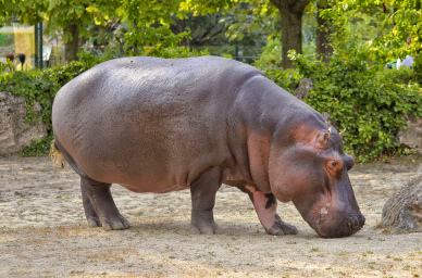 zoo scene picture cute hippopotamus  animal