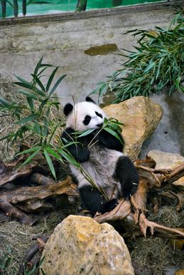 zoo scene picture cute panda eating