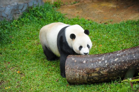 zoo scene picture cute playful panda