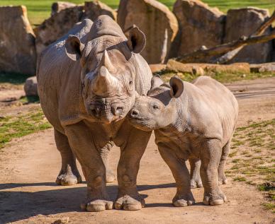 zoo scene picture cute rhinoes family