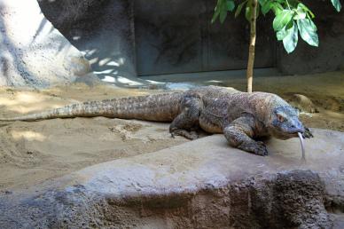 zoo scene picture dynamic crawling komodo dragon  