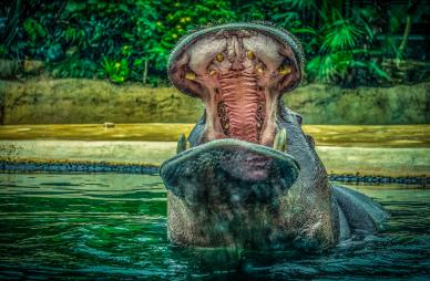 zoo scene picture dynamic hippo mouth