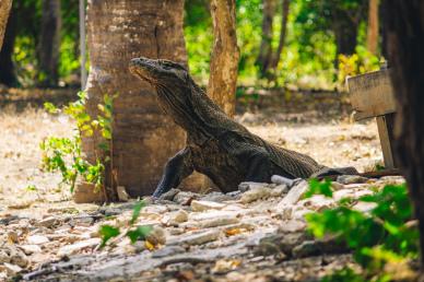 zoo scene picture dynamic komodo dragon