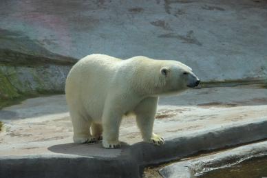 zoo scene picture dynamic polar bear  