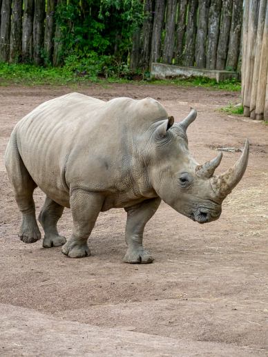 zoo scene picture dynamic rhino