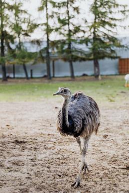 zoo scene picture dynamic walking ostrich