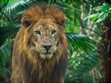 zoo scene picture elegant lion face