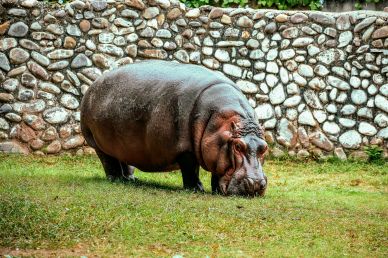 zoo scene picture grazing hippo scene