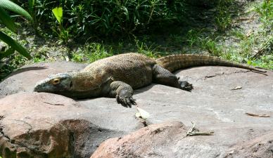 zoo scene picture komodo dragon lying on rock