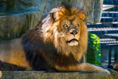 zoo scene picture lying male lion