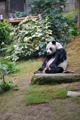 zoo scene picture panda bear relaxing 