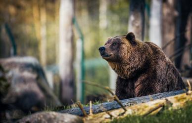 zoo scene picture realistic brown bear
