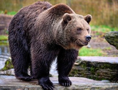 zoo scene picture realistic strong brown bear 