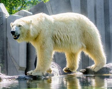 zoo scene picture realistic walking polar bear