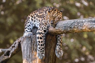 zoo scene picture sleeping cheetah 