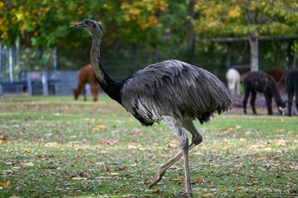 zoo scene picture walking ostrich