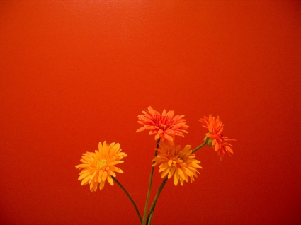 Orange Flowers Wallpapers in jpg format for free download