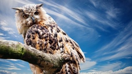 Owl Wallpapers in jpg format for free download