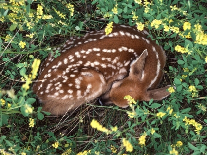14 Sleepy Baby Animals To Sharpen Your Mind Mnn Mother