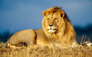 wallpapers of lion