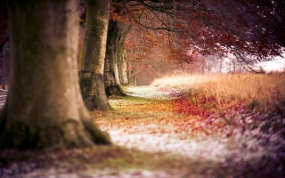 Nature Wallpaper Autumn Trees Wallpapers For Free Download About 3 3 Wallpapers