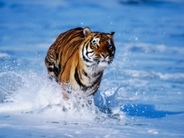 Tiger Wallpaper Wallpapers For Free Download About 3 116 Wallpapers