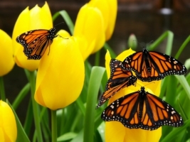 Download 3d Wallpaper Butterfly Wallpapers For Free Download About 3 412 Wallpapers