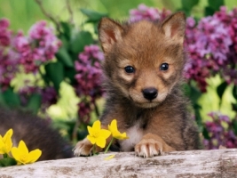 Baby Animals Wallpapers For Free Download About 934 Wallpapers