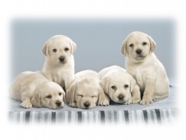Cute Puppy Wallpaper Wallpapers For Free Download About 3214