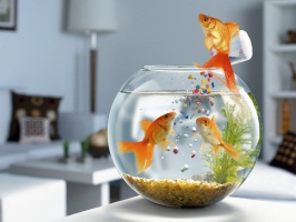 3d wallpaper fish water wallpapers for