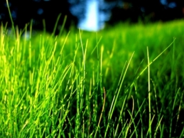 Green Grass Wallpaper Wallpapers For Free Download About 3 109 Wallpapers