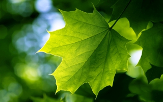 Green Leaf Wallpaper Wallpapers For Free Download About 3 113 Wallpapers