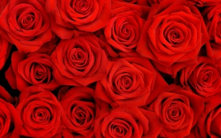 Love Roses Wallpaper Wallpapers For Free Download About 3 367