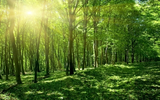 Green Forest Wallpapers For Free Download About 339 Wallpapers
