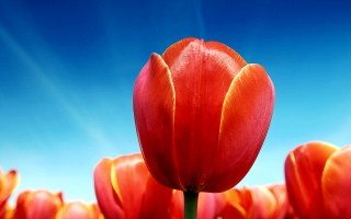 Bunga Tulip Wallpapers For Free Download About 59 Wallpapers