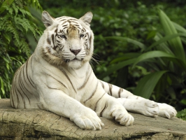 White Tiger Wallpaper Wallpapers For Free Download About 3 199 Wallpapers